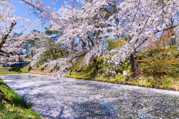 日本さくら名所100選　青森県弘前市　弘前公園の桜