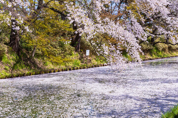 日本さくら名所100選　青森県弘前市　弘前公園の桜