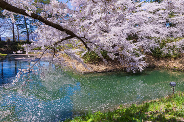日本さくら名所100選　青森県弘前市　弘前公園の桜