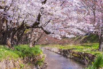 日本さくら名所100選　青森県弘前市　弘前公園の桜