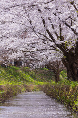 日本さくら名所100選　青森県弘前市　弘前公園の桜