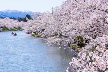 日本さくら名所100選　青森県弘前市　弘前公園の桜