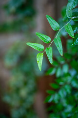 green leaves background
