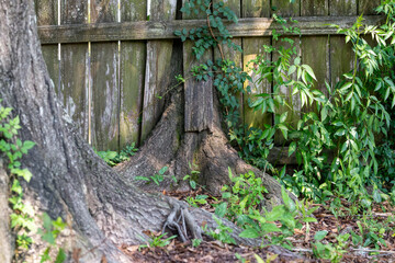 old wooden fence with green leaves