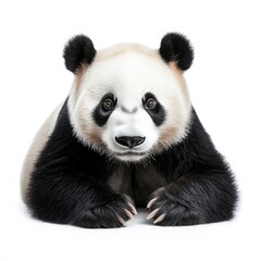 Fototapeta premium A panda bear is laying down on a white background