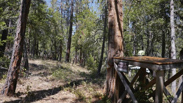 Tree Felling Cutting and Falling