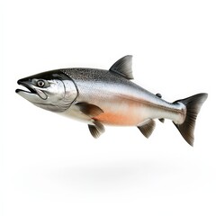 Obraz premium A large salmon fish is swimming in the air