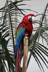 red and yellow macaw