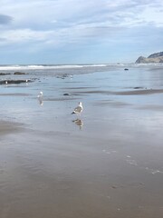 seagulls on the beach