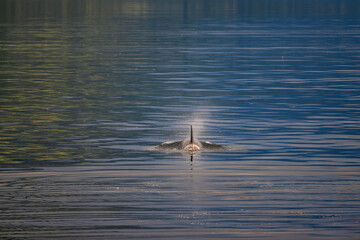 Forest reflections on the ocean waters of Frederick Sound.