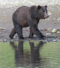Bear Cub Reflection, Pack Creek © Betty Sederquist