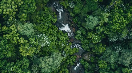 Fototapeta premium Aerial View of a Stream Winding Through Lush Forest