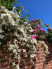 Flower wall