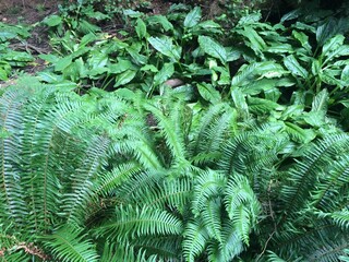 fern leaves in the forest
