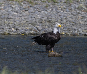 Bald Eagle in Stream, Pack Creek