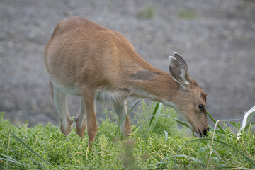 Grazing Sitka Black Tailed Deer, Pack Creek