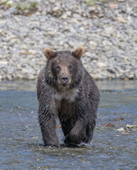 Fototapeta premium Eye to Eye with Brown Bear Cub