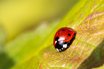 Ladybug crawls on a green leaf