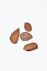 Dry leaves or dead leaves isolated on white background, clipping path material