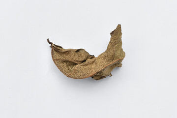 Dry leaves or dead leaves isolated on white background, clipping path material