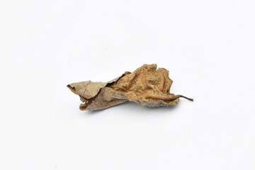 Dry leaves or dead leaves isolated on white background, clipping path material