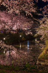 日本さくら名所100選　青森　弘前公園　夜桜ライトアップ