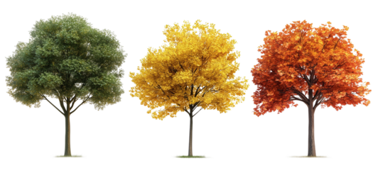 three trees in different stages of seasonal foliage: one with green leaves, one with yellow leaves, and one with orange leaves against a transparent, isolated background