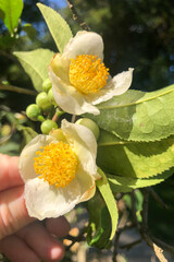Tea leaf and white flower in tea plantation. Flower of tea on trunk. Beautiful and fresh white tea...