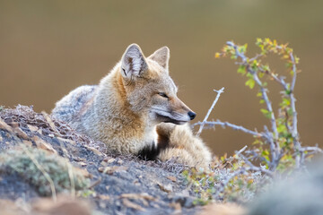 Patagonia Grey Fox, Pseudalopex griseus, Torres del Paine National Park, Chile