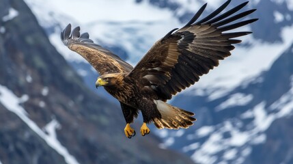 Obraz premium Golden eagle in flight, wings fully extended, with a mountain backdrop, representing power and grace