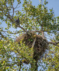 Bals Eagle Nest and Young Eagle, Stikine River