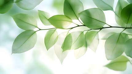 Close-up of delicate green leaves with visible veins, backlit against a soft, white background.