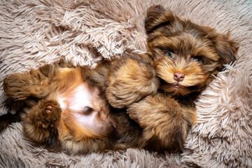 A cute chocolate-colored Havanese puppy
