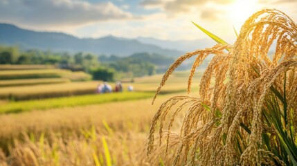 Golden ears of rice with a distant view of farmers working together, symbolizing community and shared effort
