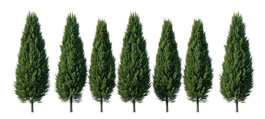 Thin green cypress trees lined up in a row against an isolated, transparent background, each with slightly varying shapes and densities of foliage