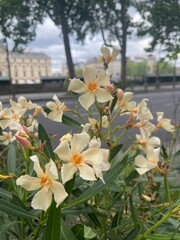 Obraz premium Yellow flowers in the garden