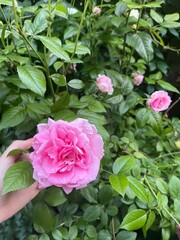 pink rose bush