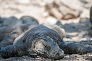 The Komodo Dragon King of the Lizards 