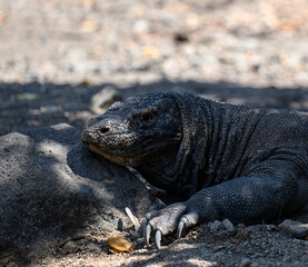 The Komodo Dragon King of the Lizards 