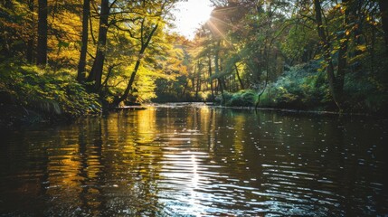 Obraz premium Sunlight Reflecting on a Serene Forest River