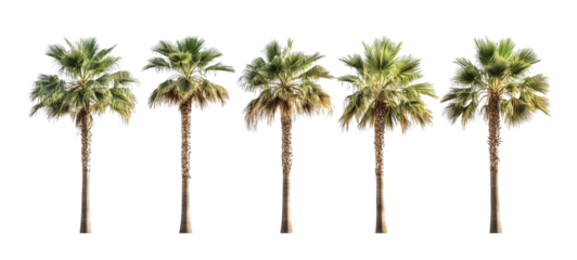 Tall palm trees lined up in a row against an isolated, transparent background, each with slightly varying shapes and densities of foliage