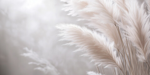 Obraz premium The pampas have a gentle, fluffy texture with shades of soft silver