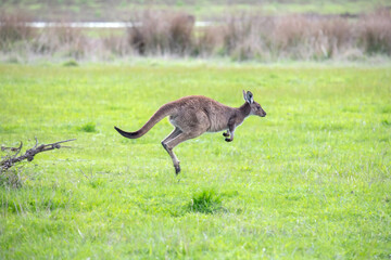 Wallaby kangaroo is jumping on a green meadow among flowers in Australia, wildlife and beauty in nature