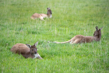 Wallaby kangaroos lie on a green meadow resting, Australia, wildlife and beauty in nature