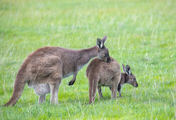 Two cute wallaby kangaroo is grazing on a green meadow in Australia, wildlife and beauty in nature