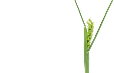 Field, Coast or coastal Sandbur or Sandspur sand spur - Cenchrus incertus - Florida native plant painful when stepped on. Isolated on white background with copy space.  For landscape weed control ads