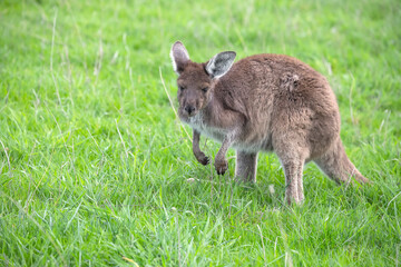 Cute wallaby kangaroo is grazing on a green meadow in Australia, wildlife and beauty in nature
