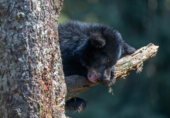 Cute Bear Cub Sticking Out Tongue © Betty Sederquist
