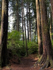 Obraz premium trees in the forest