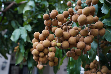 longan fruit plants thriving in front of the house